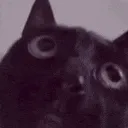 catReactsToCringe catReactsToCringe