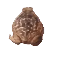 froge
