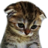 SadCat Discord emoji