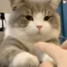 CatItsOkay