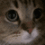 CatMeow Discord emoji