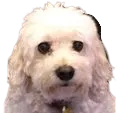 pup