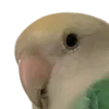 Birb_what_butters