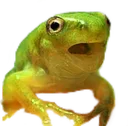 wowfrog Discord Emoji