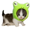 Frogcat Discord Emoji