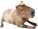Capyplusha
