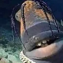 p_Atravisfish p_Atravisfish