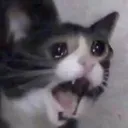 NOOOOOO