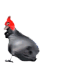 PedroYay Discord emoji
