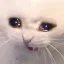 catscream catscream