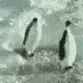 pingu_slap