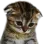 catSadKitten