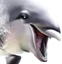 happydolphinface