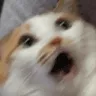 BS_catscared