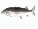 gif_fishspin gif_fishspin