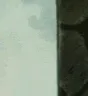 catlurk_peek catlurk_peek