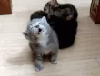 sleeppiece