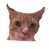 CAt Discord Emoji
