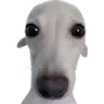 hubert