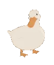 aDuckWiggle