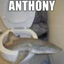 anthony