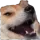 Dogerindo Discord Emoji