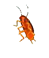 bugdancing