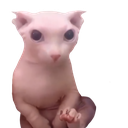6526bingus Discord emoji