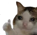 Thumbcat Discord Emoji