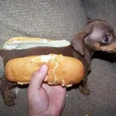 hotdog