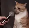 speak