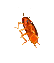 A_rainbowroach Discord emoji
