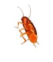 A_rainbowroach