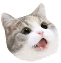 catmire
