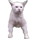 catflex2 Discord Emoji