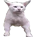 catswole Discord Emoji