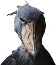 dennis