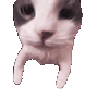 Meow meow Discord Emoji