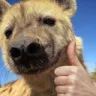 yeenok