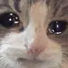sadCat sadCat
