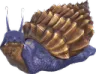 achatina