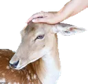 deerpet