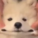 SmooshedDog