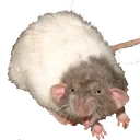 ratscream ratscream