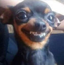 dog Discord emoji