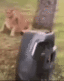 ezgif