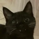 CatW