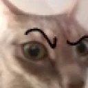 cat_sus