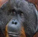 nal_MonkeMoment