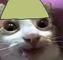 dankcat